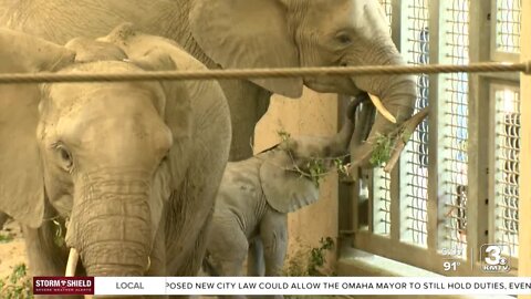 Omaha's Henry Doorly Zoo and Aquarium announce pregnancy of elephant Jayei, provide update on calves