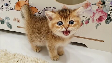 I WANT to EAT❗ |British Shorthair kittens | asmr