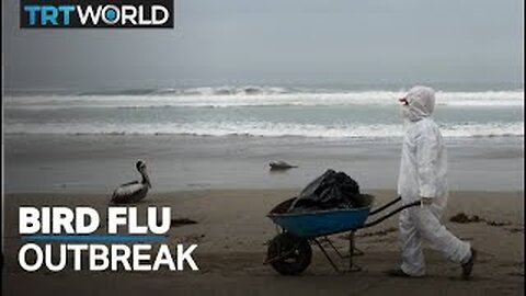 Peru, Ecuador declare health emergency after bird flu outbreak