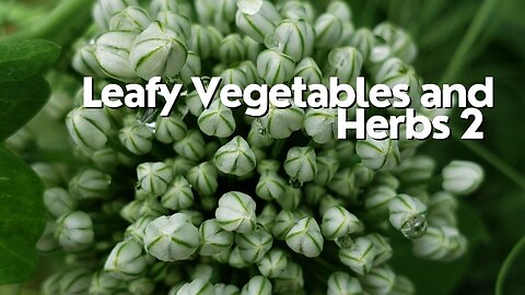Fresh Leafy Vegetables and Herbs 2