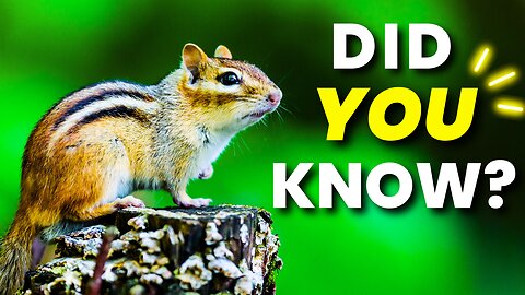 10 AWESOME CHIPMUNK Facts In 90 Seconds!