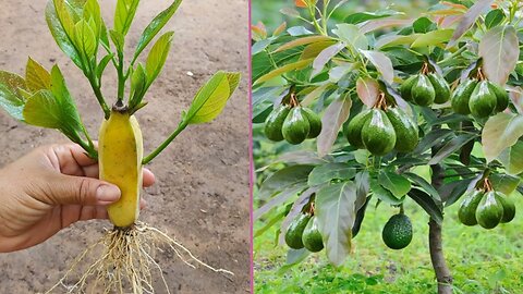 🥑🍌✨ Unleash Avocado Magic: Propagate Avocado Trees with Banana Fruit Technique! 🌳🍌🥑