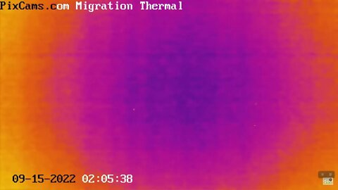 Fall Migration 2022 Thermal Camera - 9/15/2022 @ 2:05 AM - Three birds flying close together.