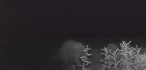 BABY Racoons Playing! Night Vision!