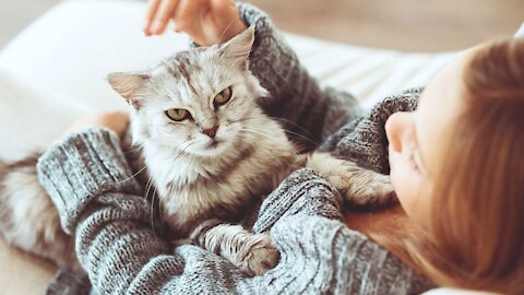 How do cats protect their owners?