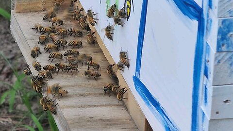 A snapshot of bees