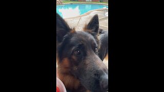 Pup enjoying watermelon!