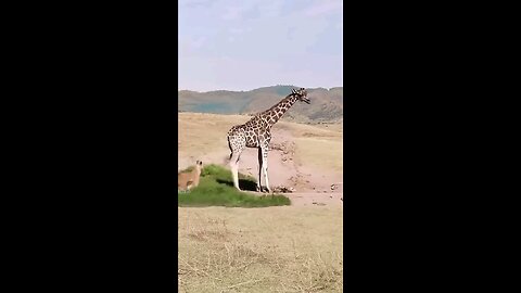 giraffe_successfully__form_lion_f.....