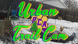 Urban Trail Cam 04212023