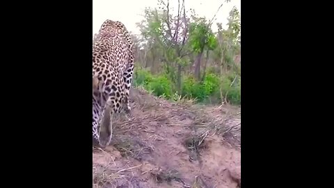 The Sawing Roar Of A Leopard