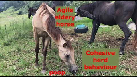 Arthur's bleeding nose Part II. Penny sniffs his butt and he grazes near the horse poop.