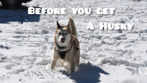 Huskies love to run away!