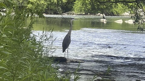 Great Blue Heron under tree canopy