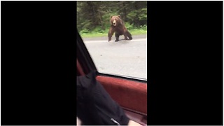 Brave Bear Decides To Charge After Car In The Middle Of Alaskan Road