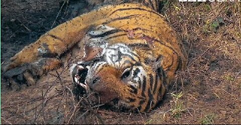 Tiger Grieves Her Dead Mate