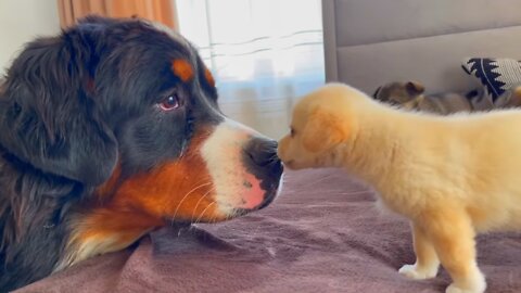 Bernese Mountain Dog Meets Puppies for the First Time