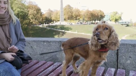 Pretty girl with cocker spaniel on bench outdoors