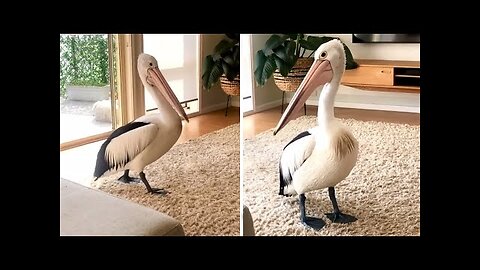 Pelican casually strolls into this homes living room