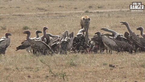 Various Vultures Eat A Hyena | Maasai Mara Safari | Zebra Plains