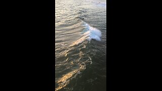 Sunset surfing in California