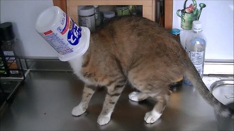 Cat gets head stuck in yogurt container