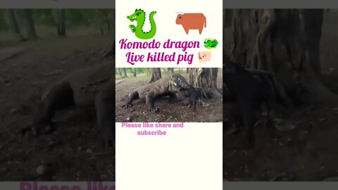 Komodo dragon 🐲 Live killed pig 🐖#rumble