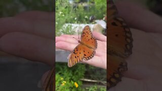 Disney Princess Vibes Catching Butterflies