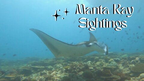 Manta Ray Sightings in Maldives | #mantaray #underwater #diving