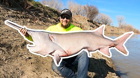 Paddlefishing Season is Heating Up in North Dakota! Catching Giant Fish After Giant Fish!