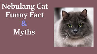 Nebelung Cats : Fun Facts & Myths