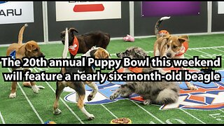 The 20th annual Puppy Bowl this weekend will feature a nearly six-month-old beagle