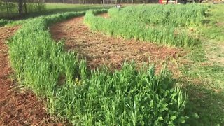 Tillage on Permanent Raised Beds? How is That Good?