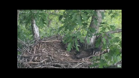 Hays Eagles juvenile H13 "To branch or not to branch that is the Question"? 2021 05 20 857AM