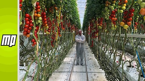 Visiting a Futuristic Greenhouse