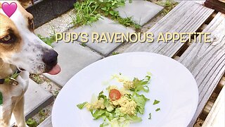 Pup Devoured Chicken Salad