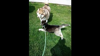 Pt: 1 Malamute's Luna (so fast) and Avalanche love playing together