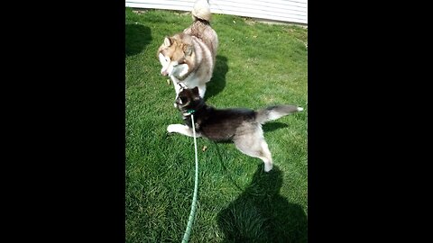 Pt: 1 Malamute's Luna (so fast) and Avalanche love playing together