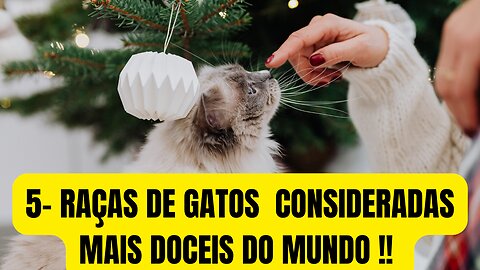 5- RAÇAS DE GATOS CONSIDERADAS MAIS DOCEIS DO MUNDO !! (GAT DOCE)