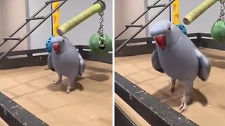 Talkative parrot adorably professes love on camera