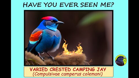 Varied Crested Camping Jay: BS Guide to Non-Existent Birds. Specimen #3. Artificial (AI) Pet Birds