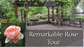 Rose Tour: Austin & Canadian Heritage Roses