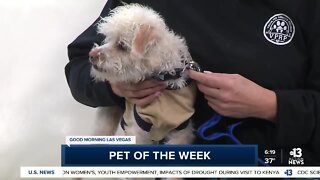 Pet of the week: Charming Charlie