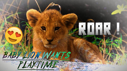 Baby lion | Simba in real life | wild animals videos | wild animals documentary