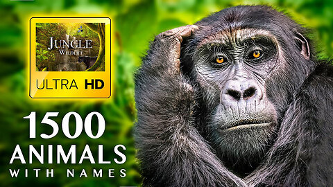 1500 ANIMALS NAMES and SOUNDS ULTRA HD - Wild Life in Jungle