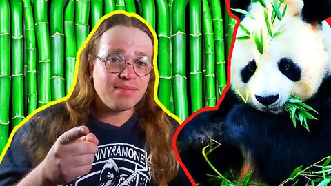 Cachorro é carnívoro ou onívoro? Os pandas são carnívoros e comem bambu? | Dr. Edgard Gomes