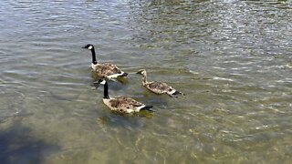 Canada Geese clan rear view 😂