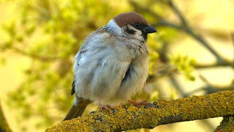 Eurasian Tree Sparrow Grooming On A Branch, Also Very Fluffy