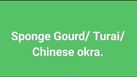 Sponge Gourd/ Turai/ Chinese okra.
