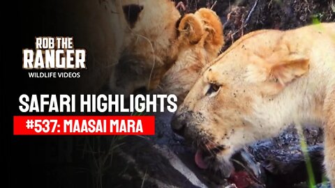 Safari Highlights #537: 17 & 18 December 2019 | Maasai Mara/Zebra Plains | Latest Wildlife Sightings