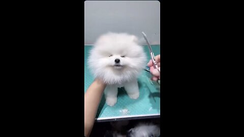 Hair cutting of cute puppy be happy and love animals